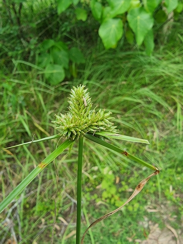 Foto de Tiririca