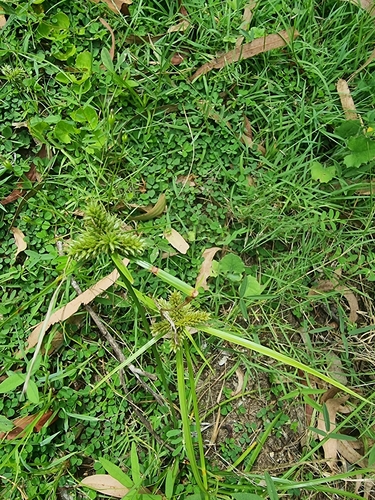 Foto de Tiririca