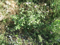 Malva thuringiaca