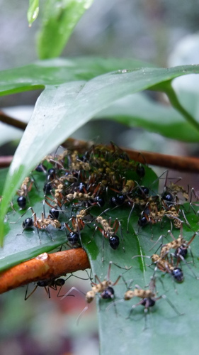 Polyrhachis exotica observed 2024-09-24