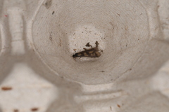 Mystacides longicornis