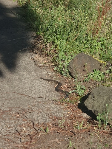 Tiger Snake sighting