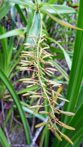 Nepenthes samar Jebb & Cheek