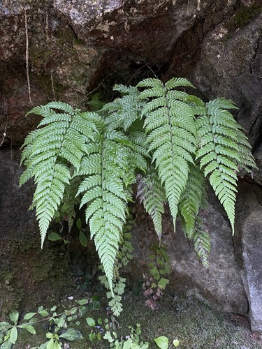 Thelypteris flexilis iNat (2)