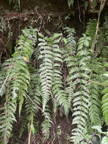 Thelypteris flexilis iNat (3)