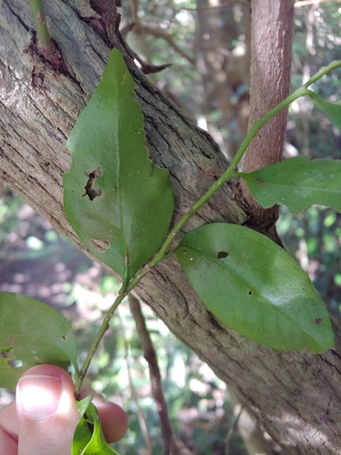 Schoepfia schreberi, photograph 4