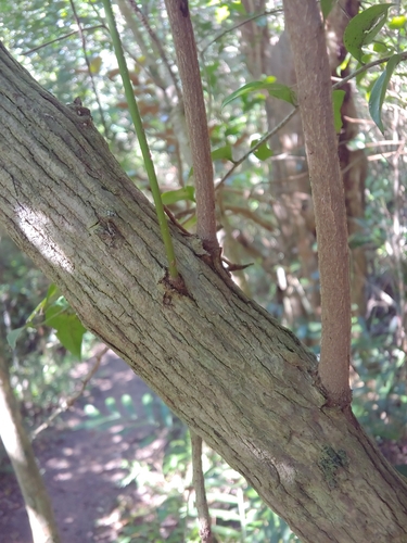 Schoepfia schreberi, photograph 6