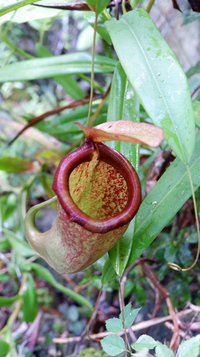 Nepenthes samar Jebb & Cheek 2