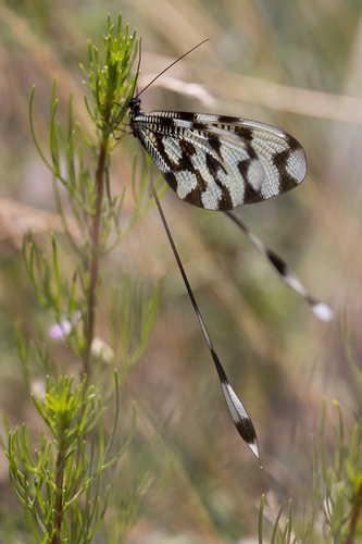 Sinuated Spoonwing photo 4