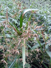 Rhynchospora corniculata