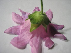 Malva thuringiaca