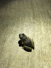 Eleutherodactylus gossei