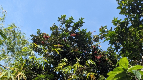 Nephelium lappaceum