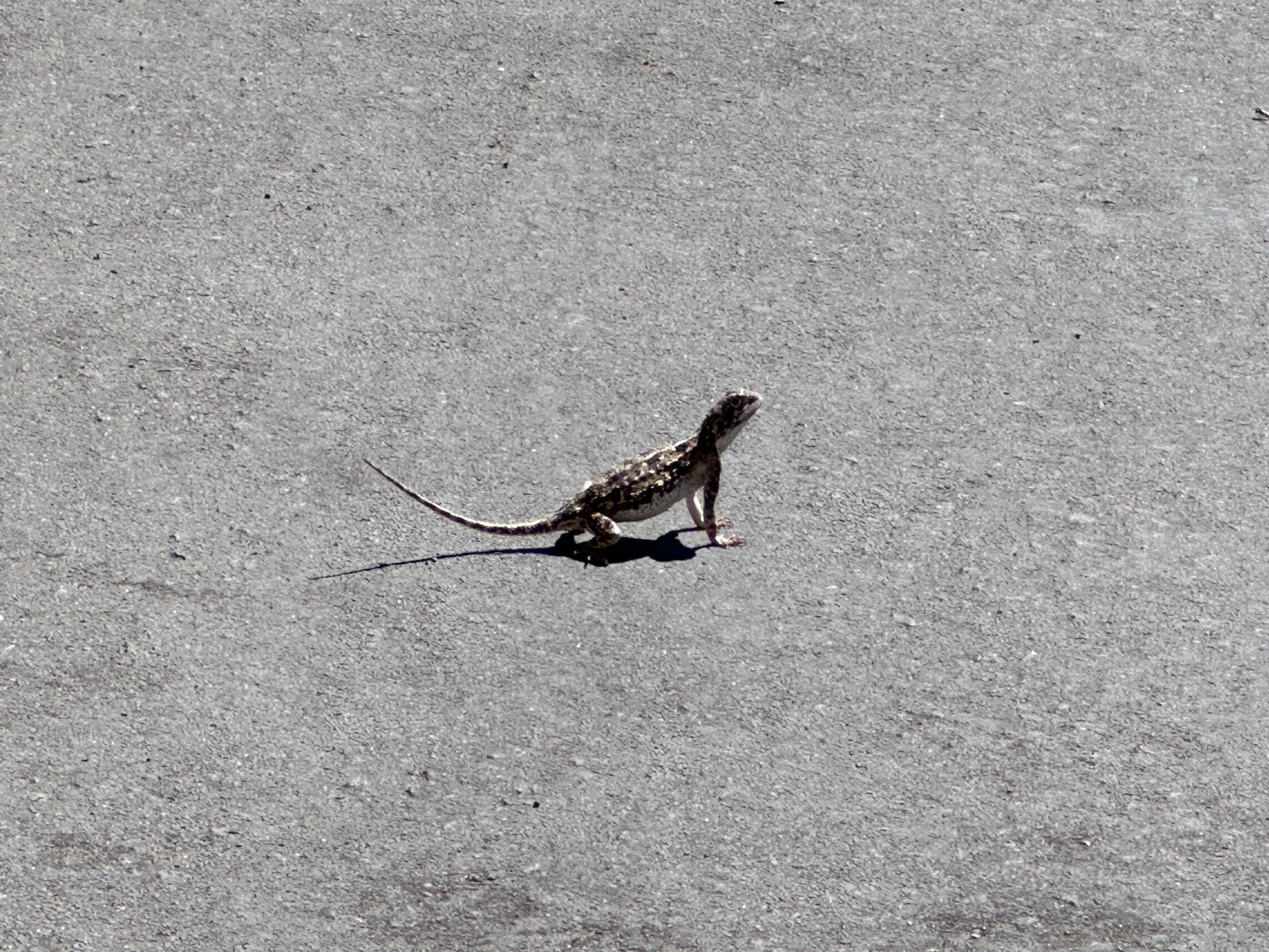Agama aculeata aculeata Merrem, 1820