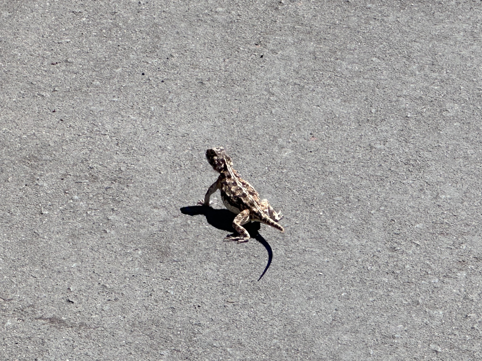 Agama aculeata aculeata Merrem, 1820