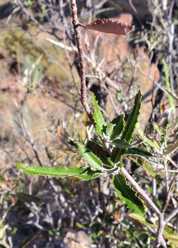 Image of Vauquelinia californica by no rights reserved