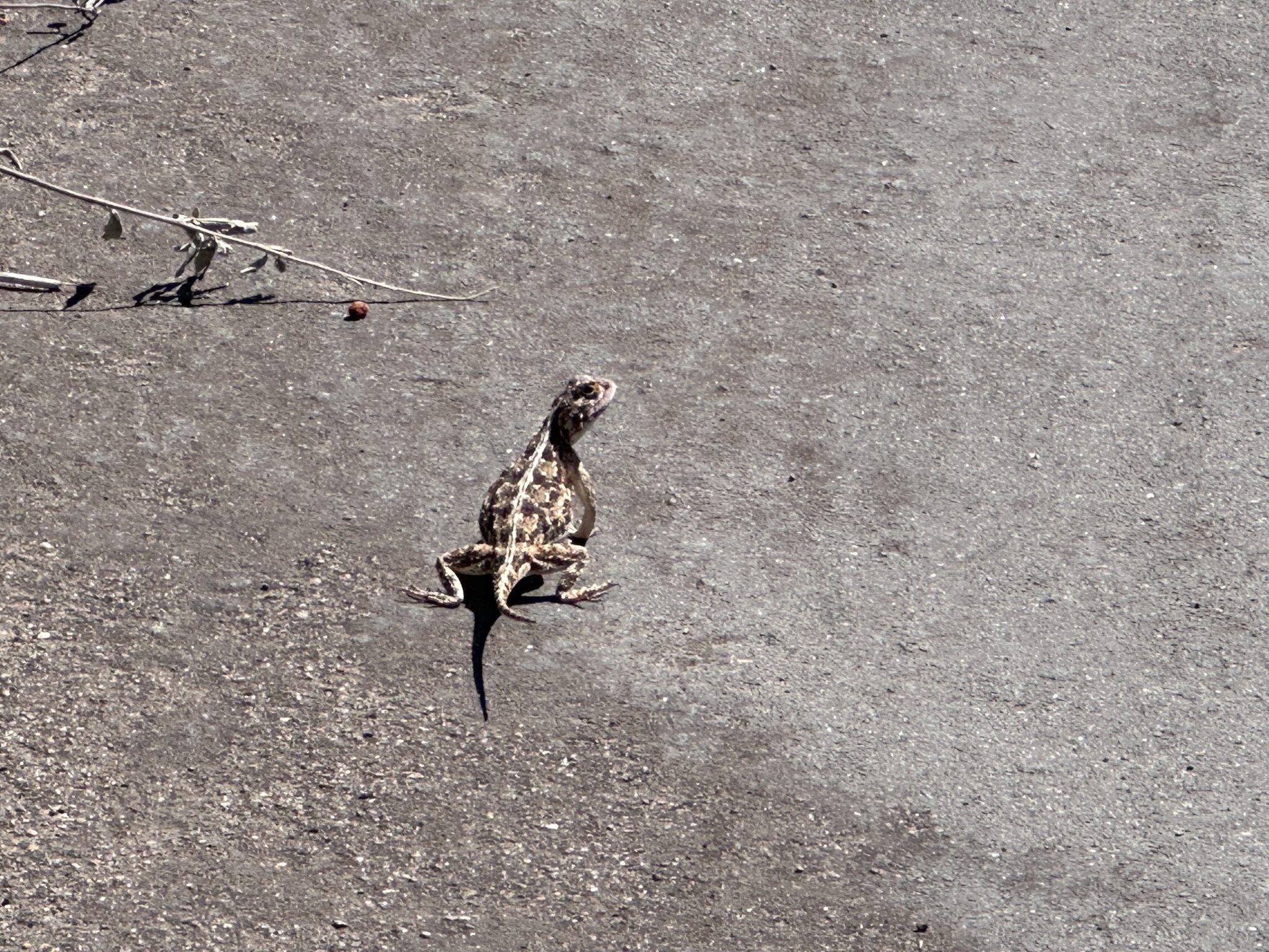 Agama aculeata aculeata Merrem, 1820