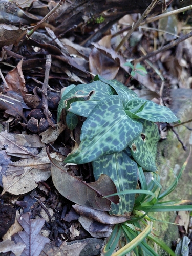 Image of Schlechtendal's Goodyera (Goodyera schlechtendaliana) by (c) Jason, some rights reserved (CC BY)