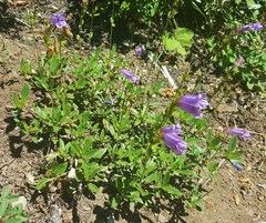 Penstemon cardwellii