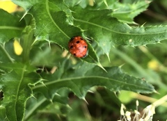 Coccinella septempunctata
