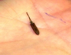 Tenomerga cinerea