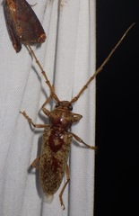 Enaphalodes rufulus