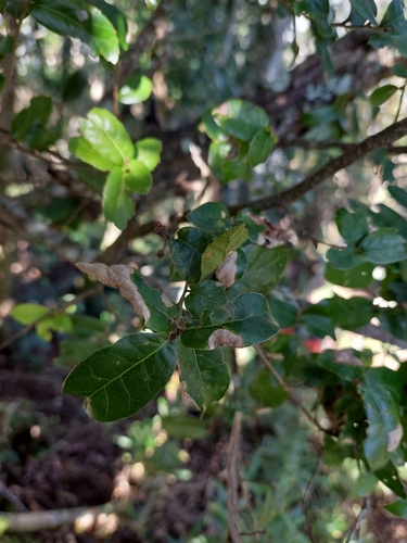 Taroko Oak (Quercus tarokoensis)