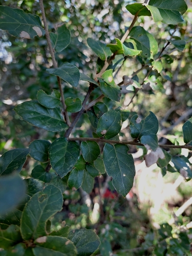 Image of Quercus tarokoensis by (c) Jason, some rights reserved (CC BY)