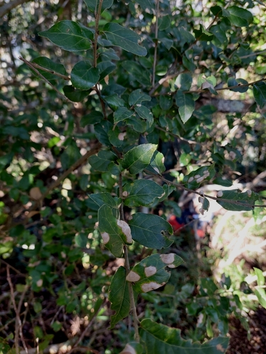 Image of Quercus tarokoensis by (c) Jason, some rights reserved (CC BY)