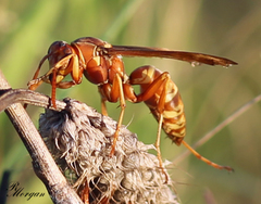 Polistes apachus texanus