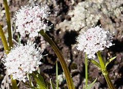 Valeriana californica