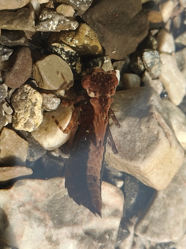 Periaeschna magdalena