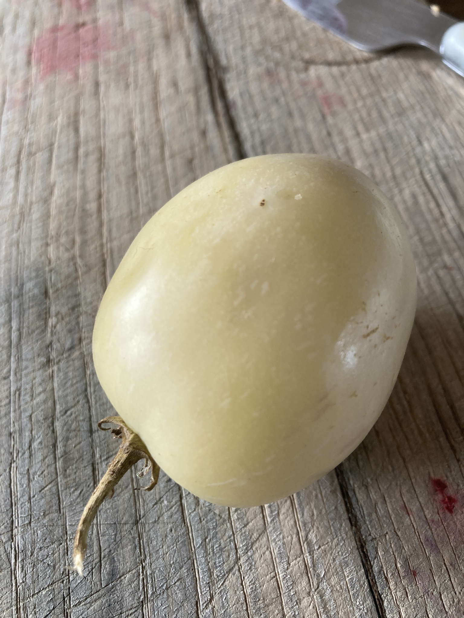 Imagem de Pepino-do-mar
