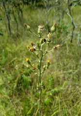 Hieracium longipilum