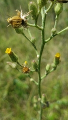 Hieracium longipilum