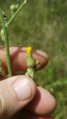 Hieracium longipilum