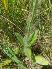 Hieracium longipilum