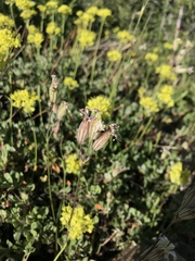 Silene douglasii