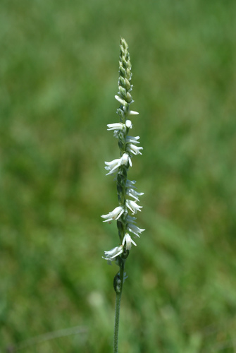spiranthes vernalis