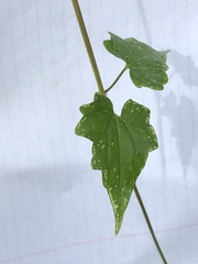 Mikania scandens