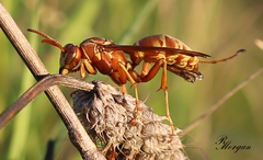 Polistes apachus texanus
