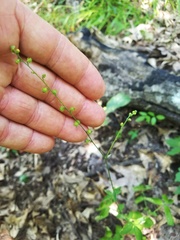 Agrimonia rostellata