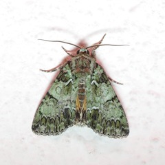 Polyphaenis sericata