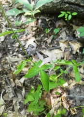 Agrimonia rostellata