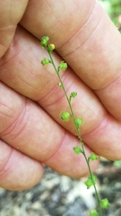 Agrimonia rostellata