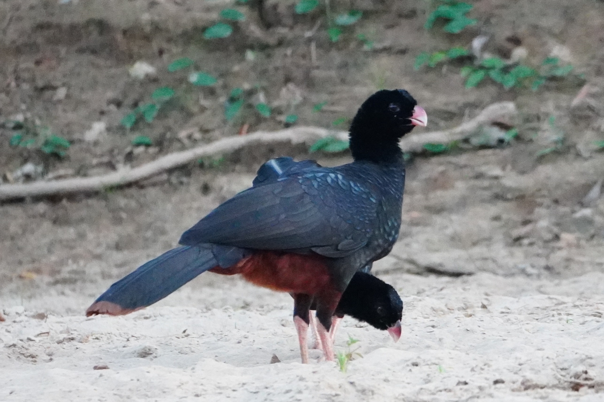 Crestless Curassow (Mitu tomentosum), photo 2