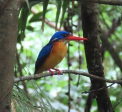 Dimorphic Dwarf-Kingfisher photo 4