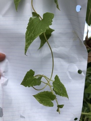 Mikania scandens