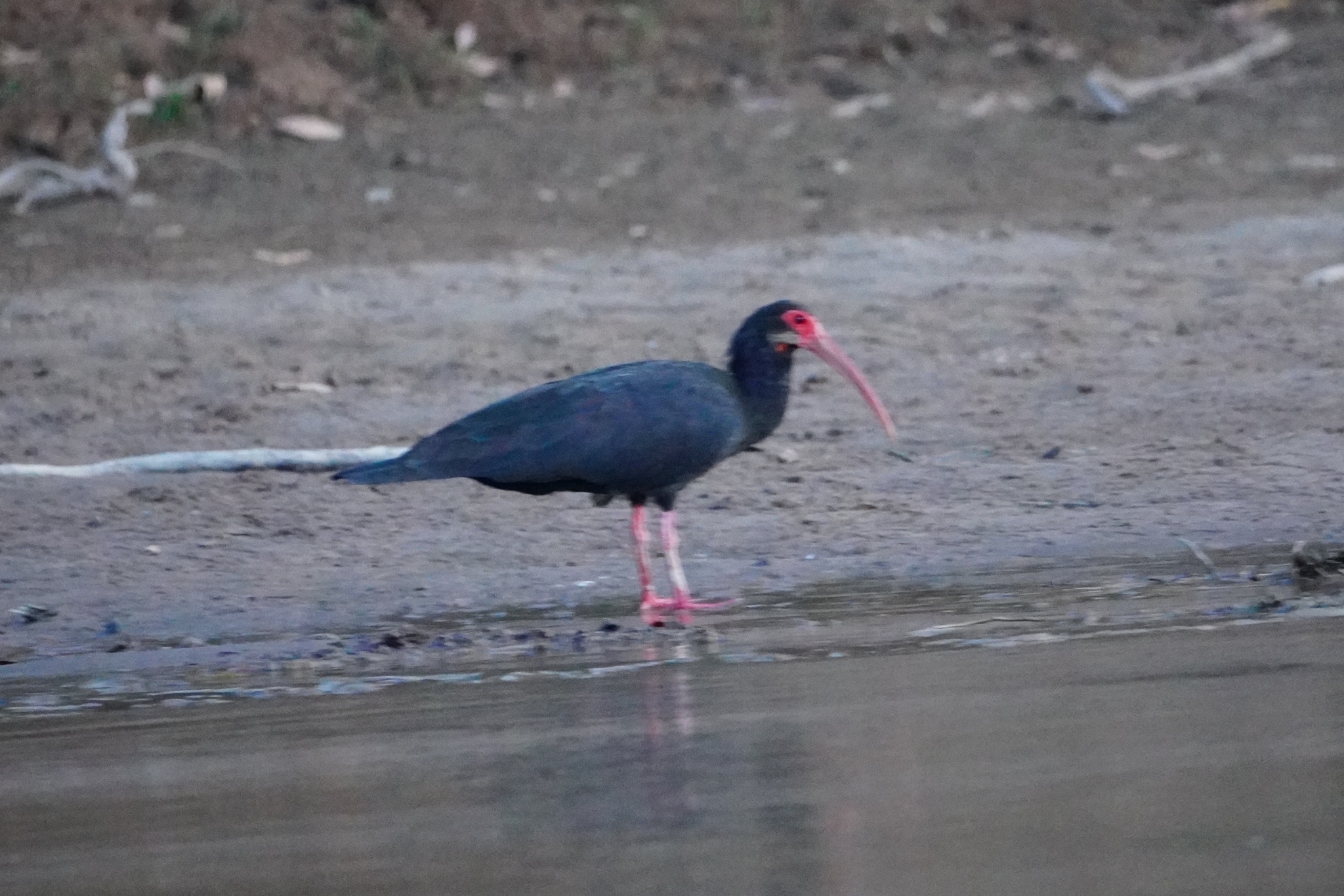 Sharp-tailed Ibis (Cercibis oxycerca), photo 4