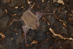 Arabian Sheath-Tailed Bat photo 4